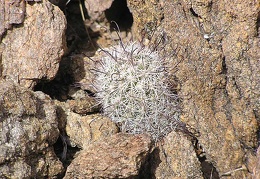 Baja (California)