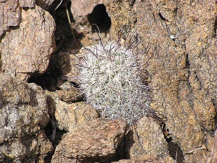 Baja (California)