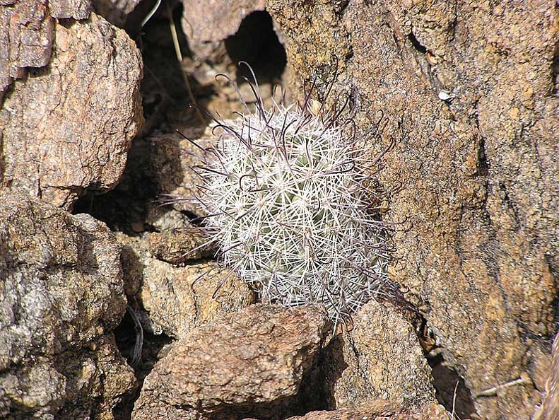Baja (California)