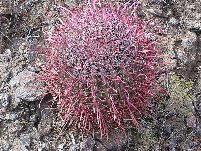 Baja (California)