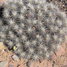 Baja (California)