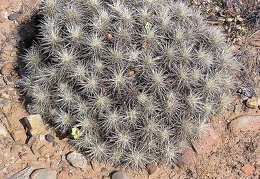 Baja (California)