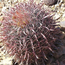 Baja (California)