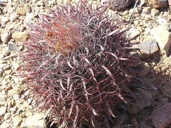 Baja (California)