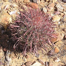 Baja (California)