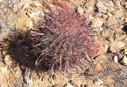 Baja (California)