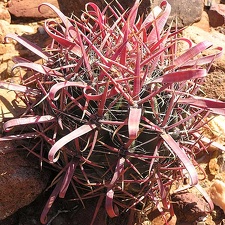 Baja (California)