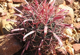 Baja (California)