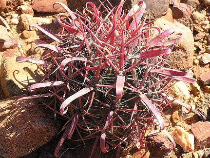 Baja (California)