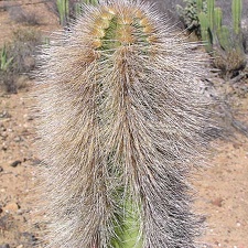 Baja (California)