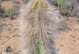 Baja (California)