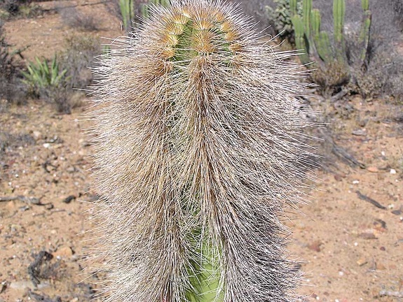 Baja (California)