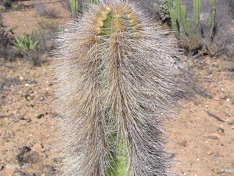 Baja (California)