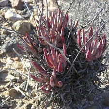 Baja (California)