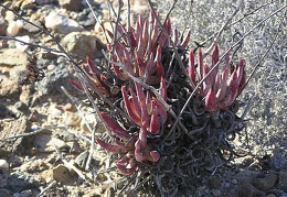 Baja (California)