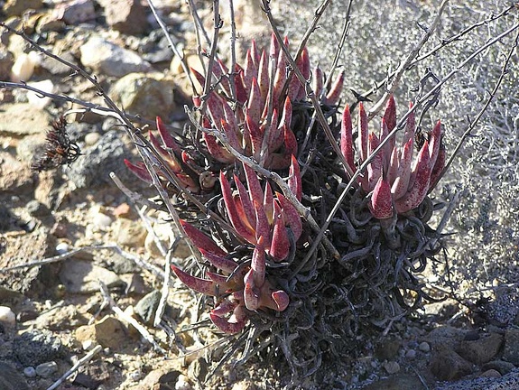 Baja (California)