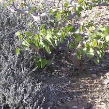 Baja (California)