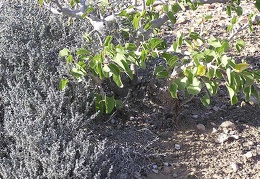 Baja (California)