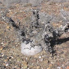 Baja (California)