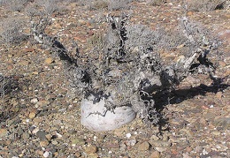 Baja (California)