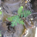 Baja (California)