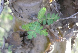 Baja (California)