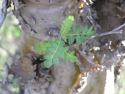 Baja (California)
