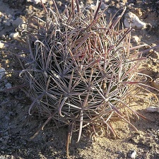 Baja (California)