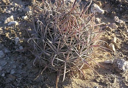 Baja (California)