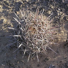 Baja (California)