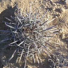 Baja (California)