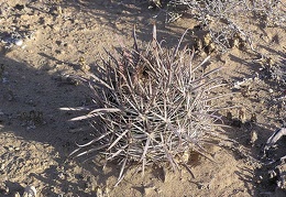 Baja (California)