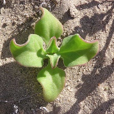 Baja (California)