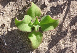 Baja (California)