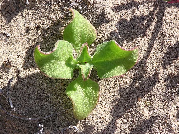 Baja (California)