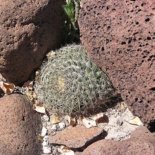 Baja (California)