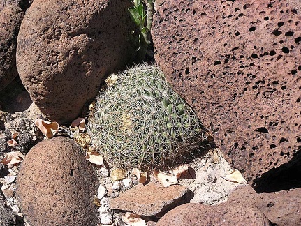 Baja (California)