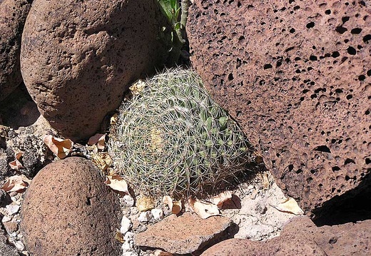 Baja (California)