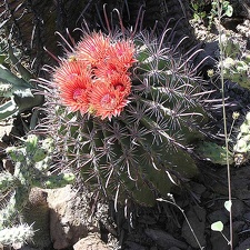 Baja (California)