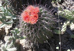Baja (California)