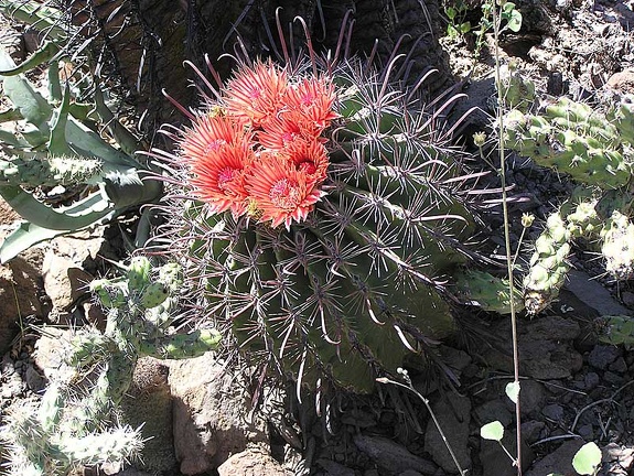 Baja (California)