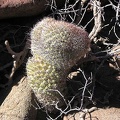 Baja (California)