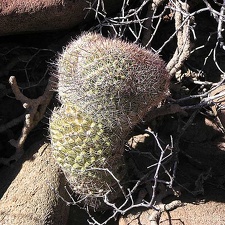 Baja (California)