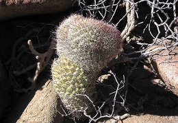 Baja (California)