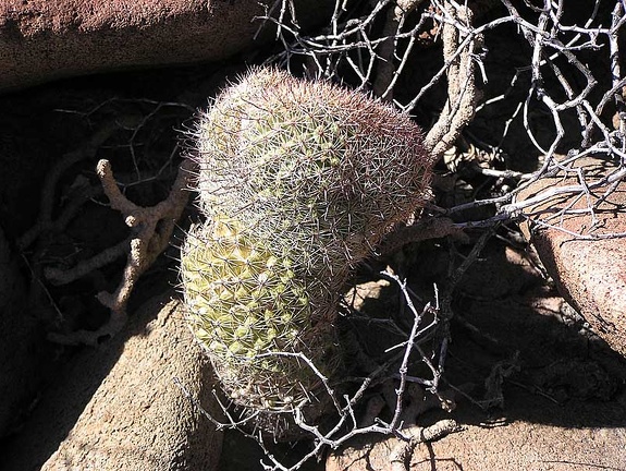 Baja (California)