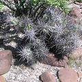 Baja (California)