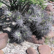Baja (California)
