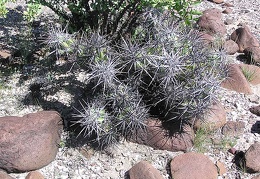 Baja (California)