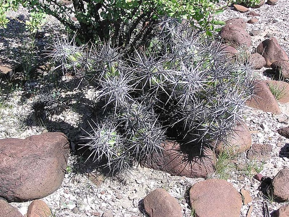 Baja (California)