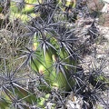 Baja (California)